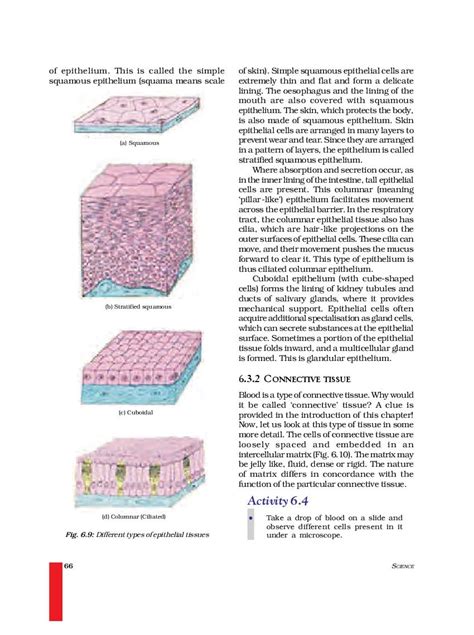 (PDF) A novel tissue.